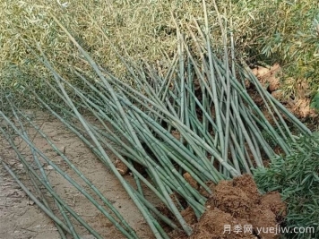 竹子的种类特性、分布状况和应用前景