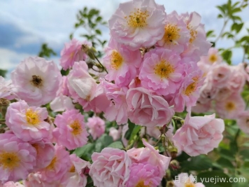 宿迁宿豫：满强蔷薇花簇簇，浪漫的打卡花海
