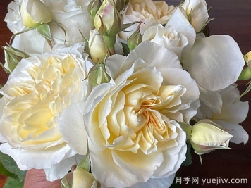 惊喜月季