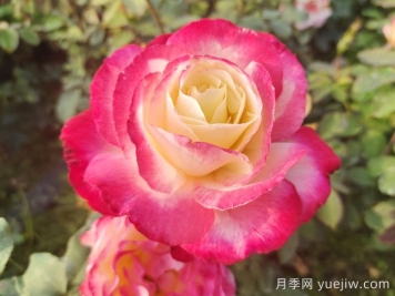 上海龙凤419推荐新手必入的9个大花月季