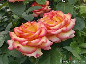 10分钟学会月季养法，高手经验总结