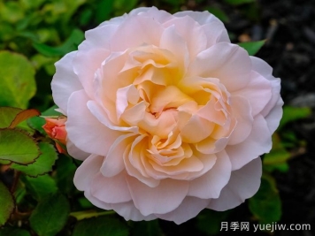 抹大拉的玛丽亚月季/玛丽亚玛达琳