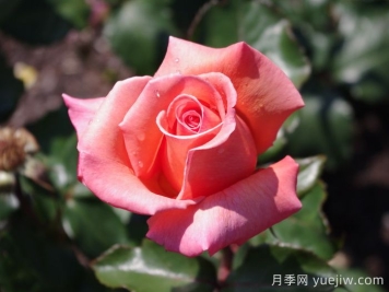 格特鲁德施韦策月季