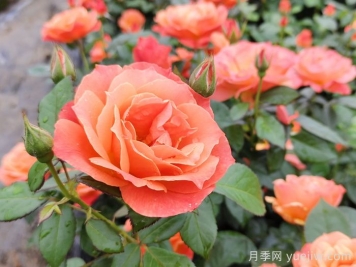 月季花什么时间开，花期多久？