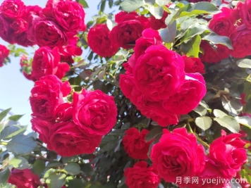 月季花每次开花是多少天？