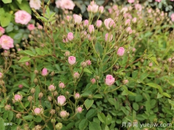 超微月季的优缺点是什么？
