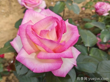 月季和玫瑰是一种花吗？