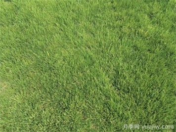 果岭草是冷季型还是暖季型？