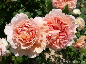 最耐阴的月季花推荐