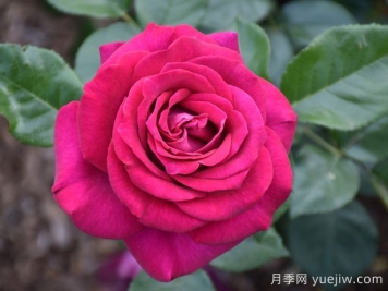 美人丽芙月季/丽滨月季
