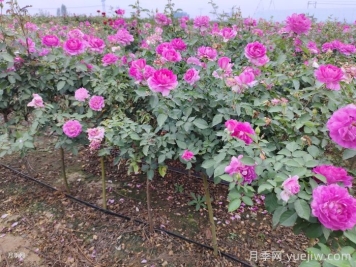 月季夏天怎么养？夏季月季的养殖注意事项