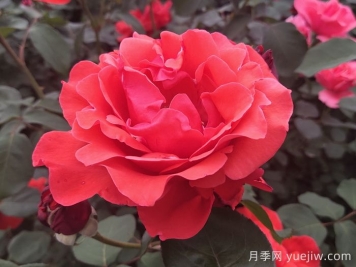 大花月季品种的花朵大小会受到哪些因素影响？