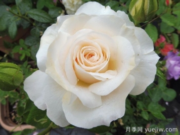 皇家迪瓦月季/皇家女主角/歌剧皇后