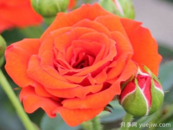 橙色宝贝月季/橙色樱儿