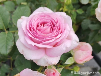 粉玫瑰不能随便送人的原因