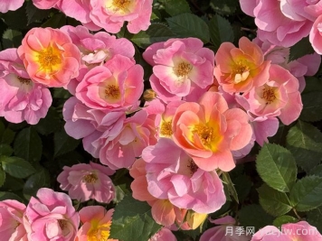 ​西子系列月季，天狼耐湿热型低维护月季的培育路
