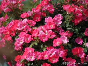 西子嫣红月季