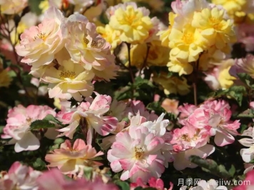 推荐勤花表现极好的景观低维护月季品种
