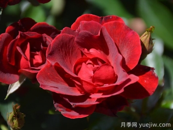 血腥玛丽月季/红磨坊街景/砖房