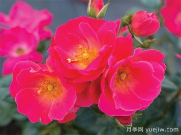 粉砖房月季