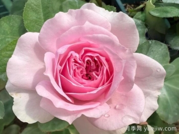 月季介绍，楼兰月季