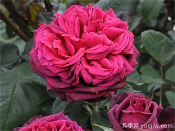 普及12种月季，养不死得小强月季