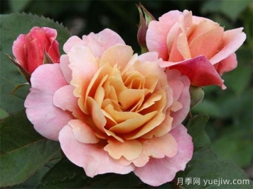 推荐8款复古柔色月季，色彩独特，花型优雅