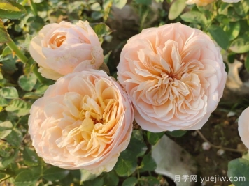 月季介绍，朱丽叶月季