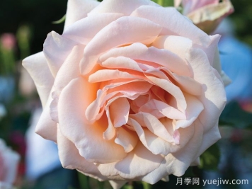 月季介绍，珍珠之母月季