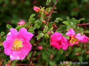 蔷薇介绍，拟木香