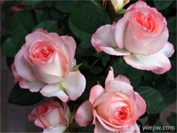 月季介绍，可爱多月季