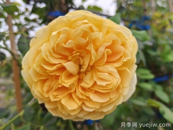 绽放在重庆的14款月季图谱