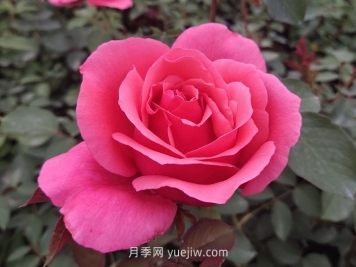 10个花径超过15厘米的月季花品种