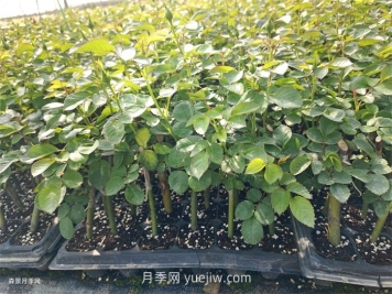 月季苗，南阳月季小苗用于全国各地的月季繁育基地