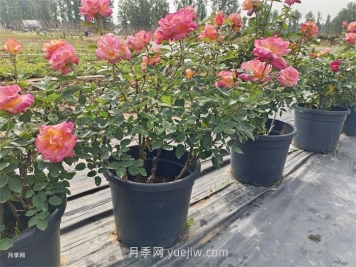 保证月季100%存活的十大养护绝招