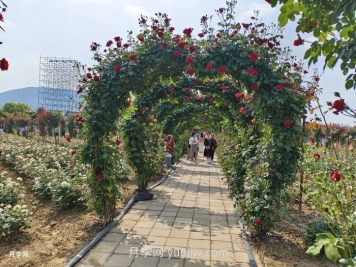夏季很多月季和花木快速衰弱死亡，是什么原因？
