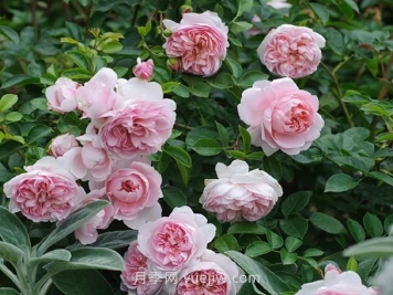 漂亮的玉兔月季介绍和优缺点