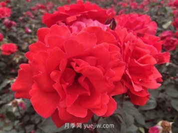 北方园林绿化带常见的月季花