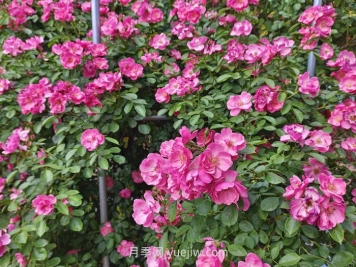 月季花长出新叶，却会打卷，是什么问题？