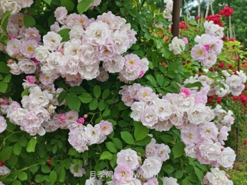 蔷薇花什么时候开花，花期有多久？