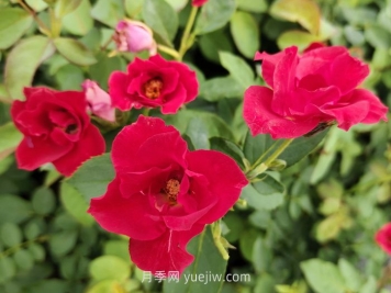 蔷薇花是春天开花还是夏天开花？