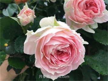 绒球门廊月季，勤花又抗病的优秀品种