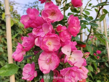 推荐适合阳台种植的藤本月季品种