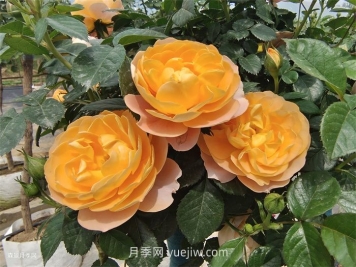 适合安徽种植的四季月季品种有哪些？