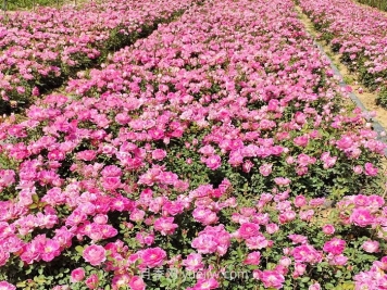 北方绿化带常见植物及名称