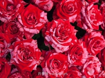 21朵玫瑰花的花语是什么？