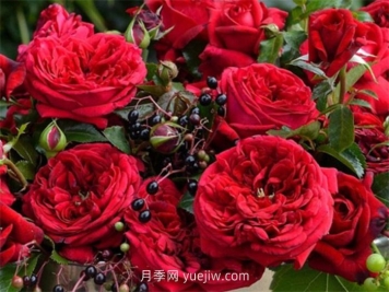 玫瑰国度的天使月季介绍和优缺点