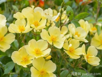 姗姗而来月季/温柔的托特琳月季
