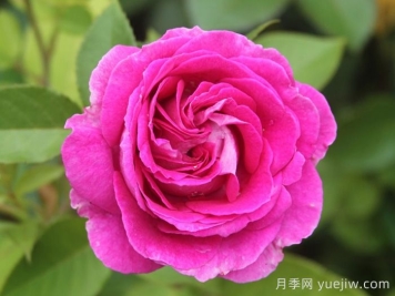 音乐之声月季/玛丽亚小姐/玛利亚