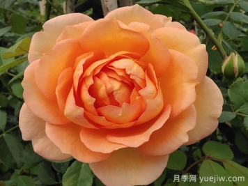 倾慕月季和夏洛特夫人月季的区别